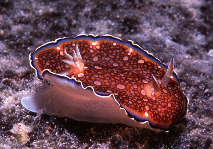 Glossodoris charlottae